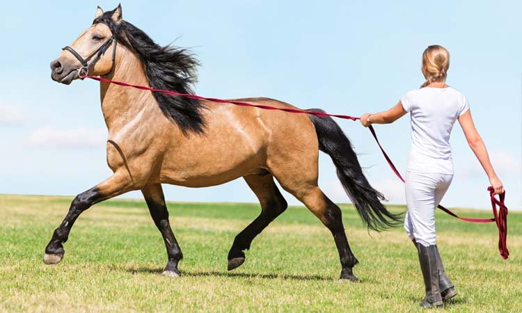 What Is Meant By Lorem Ipsum In Website?