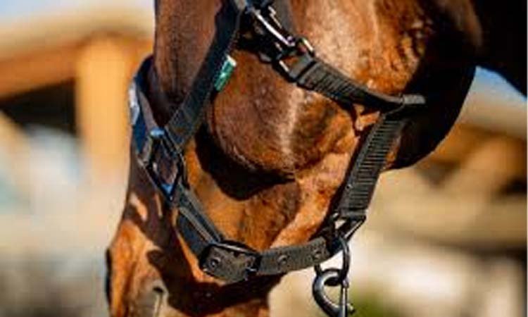 Headcollar & Lead Ropes